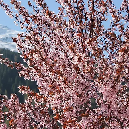 Appartement Am Muehlrain